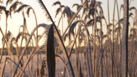 icy reeds waving in light breeze in early winter sunrise morning