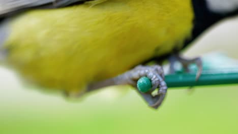 4k cinematic slow motion macro shot of a birds' feet landing on a bird feeder