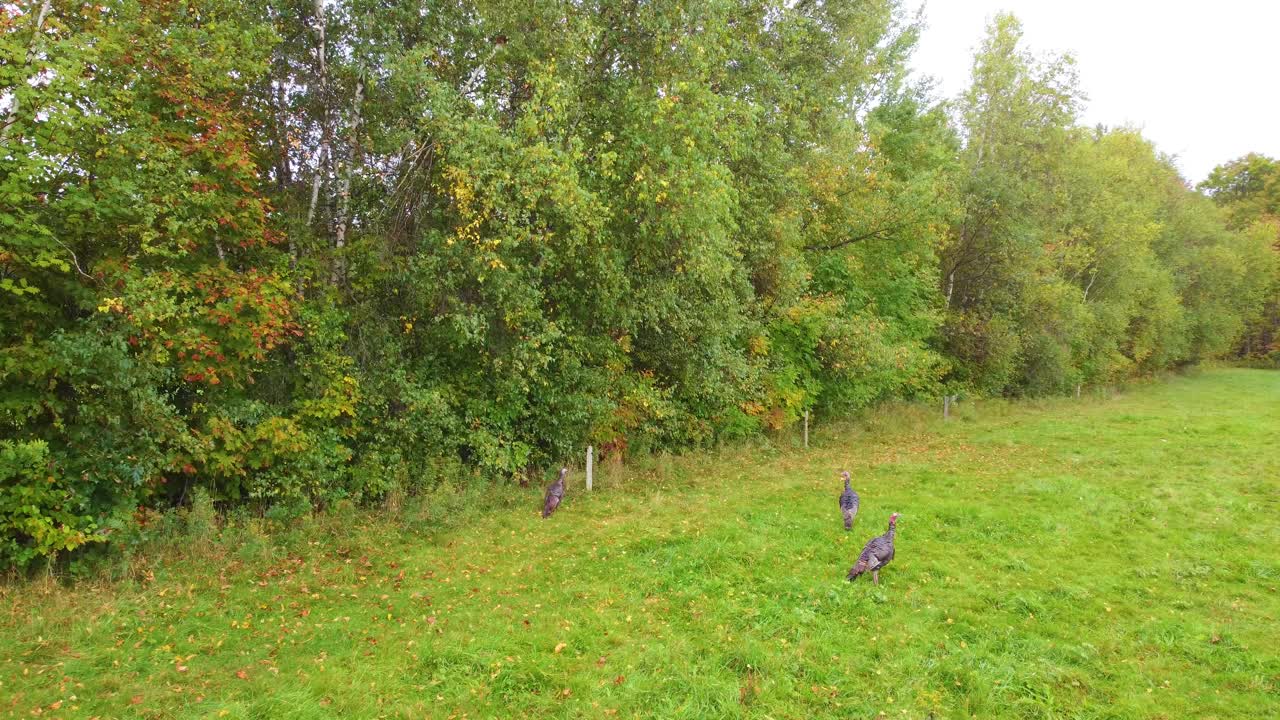 Four male turkeys walking around open field near woods looking for food