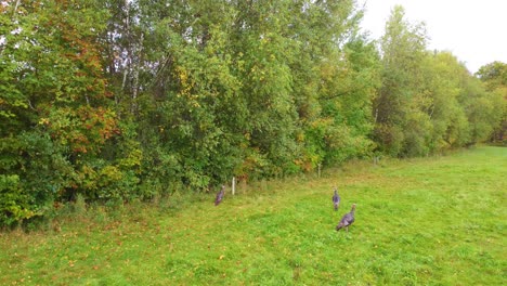 four male turkeys walking around open field near woods looking for food