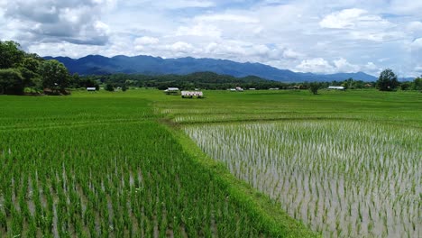 Vuelo-Lateral-Sobre-Un-Campo-De-Arroz,-Chiang-Mai,-Tailandia