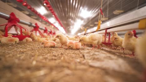 Curious-and-fuzzy,-yellow-young-chickens-in-a-barn-pecking-at-food