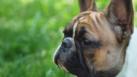 Bulldog-Francés-Olfateando-Aire-Fresco-De-Primavera,-Mirando-A-La-Cámara