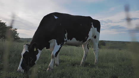 Slomo-tracking-shot-of-dairy-cow-grazing