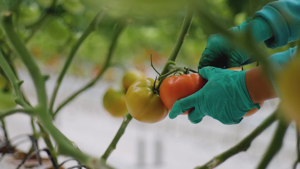 Harvesting Tomatoes in a Greenhouse
