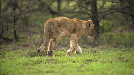 lion cubs in kenyan shrubland