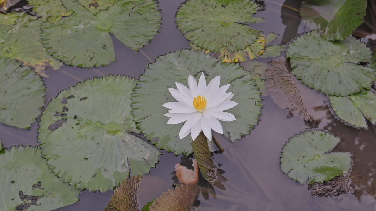 beautiful ornamental pond in garden in bali
