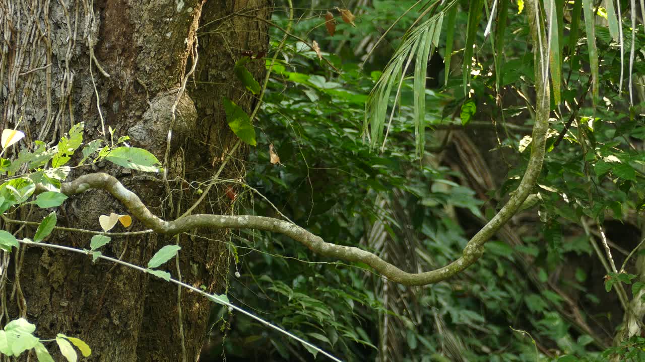 un pequeño pájaro verde posado en una gran vid, mira a su alrededor y luego vuela lejos como se ve en la selva de panamá
