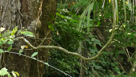 a small green bird perching on a big vine, looks around and then flies away as seen in the jungle in panama