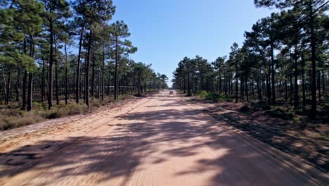 Camino-De-Tierra-En-Un-Bosque-En-Alentejo,-Portugal