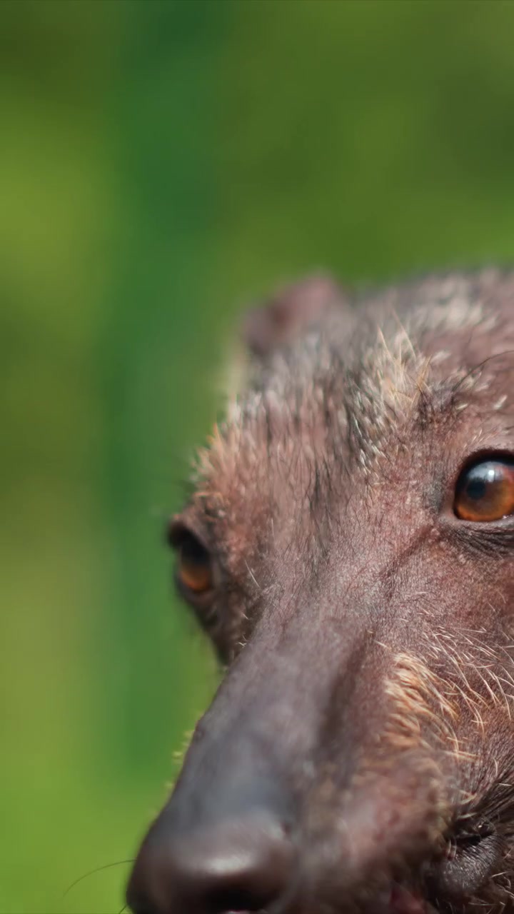 Primo piano di un cane marrone senza pelo con rade macchie bianche. Il naso è umido, nero o grigio, circondato da baffi. La messa a fuoco rimane stabile, evidenziando i tratti del viso.