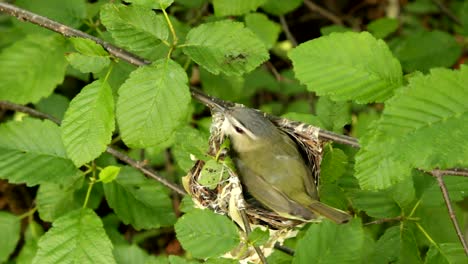 Un-Vireo-De-Ojos-Rojos-Cuida-Sus-Huevos