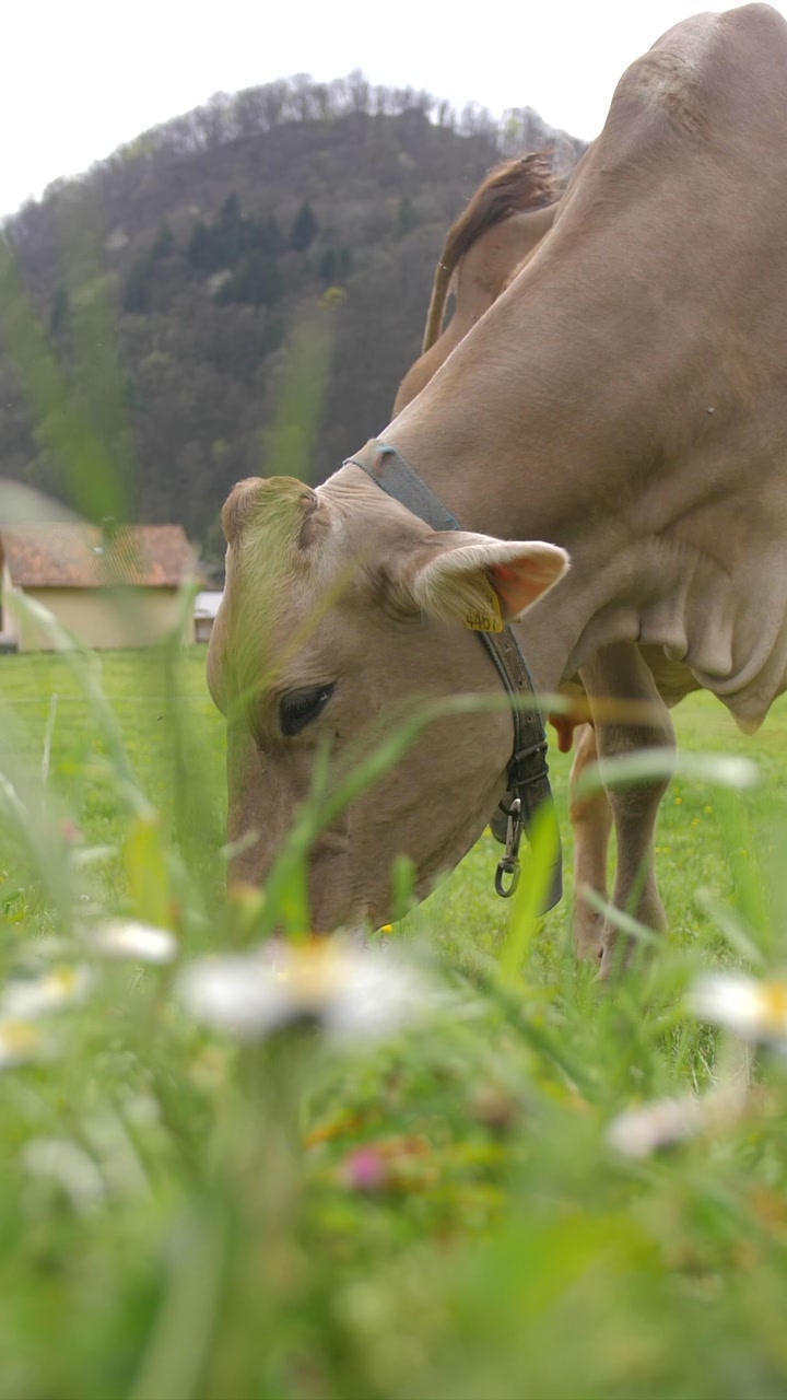 young brown cow grazing in slow motion, early spring field with daisies, slow motion vertical