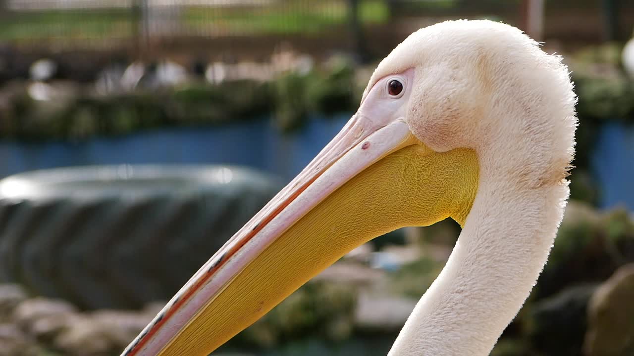 Detailed Close-up of a White Pelican's Head and Long Beak
