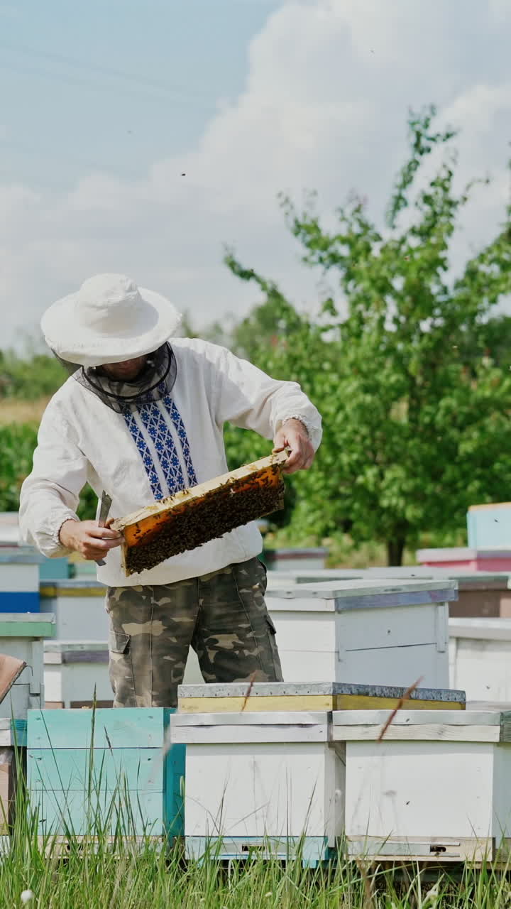 Beekeeper at work. Frames of a bee hive. Apiary concept Vertical video