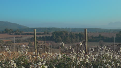 white wild flowers before beautiful vineyard scenery country background reveal fields