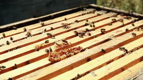 beekeepers smoking the bees away from hive