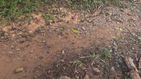 a leaf moves across the soil surface.