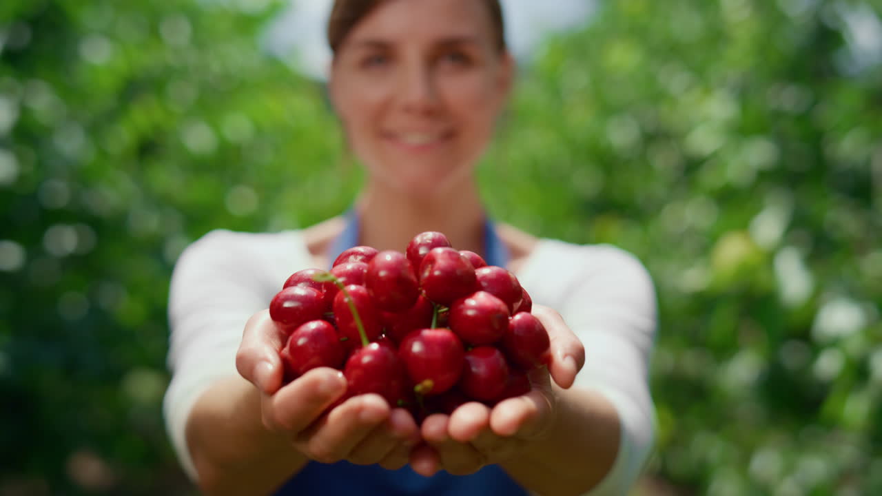 Bäuerin hält Kirsche in Händen auf lokalem Bauernmarkt im Obstgarten