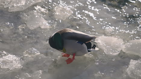 mallard duck on ice in lake preening feathers in canada