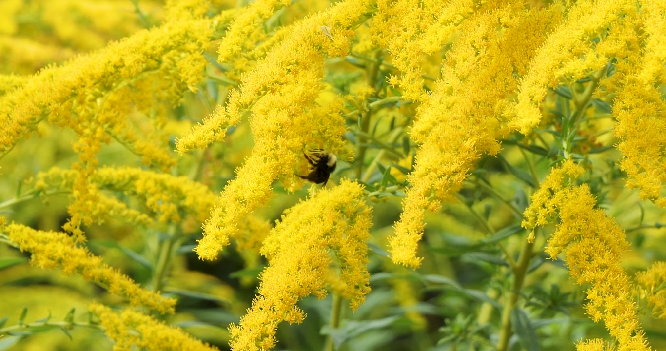 Крупный план желтолицего шмеля, опыляющего золотарник (Solidago) в садах Бутчарт в Виктории, Британская Колумбия, Канада.
