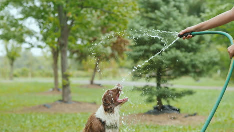 active games of people with your favorite pets in nature