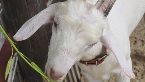 white goat eating grass