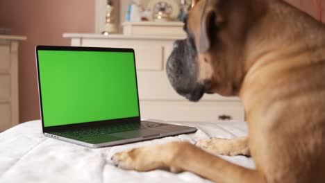 cute dog lying on belly over cozy bed while looking at laptop with blank green chromakey screen