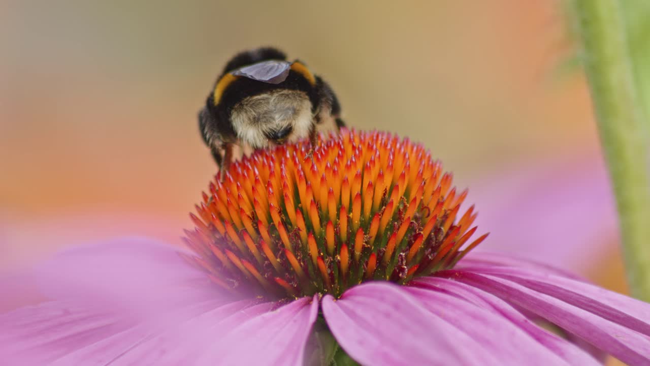 la espalda de un abejorro en una flor de cono naranja bebiendo néctar
