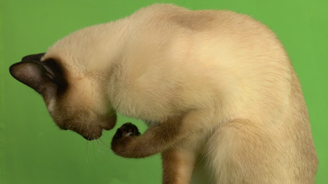 Siamese cat licking herself close up side shot