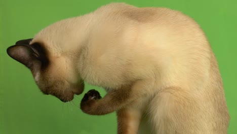 siamese cat licking herself close up side shot