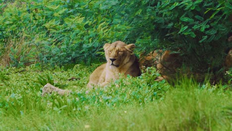 lioness resting under green shady bushes and fresh breeze, static shot