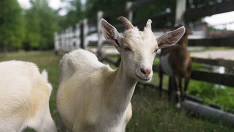 Herd-of-goats-in-the-field