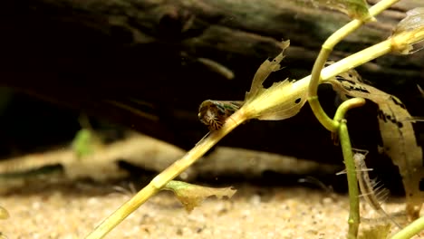 a caddisfly larva chewing on an old plant stem in a wetland, wide view