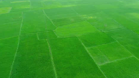 Aerial-view-shot-of-vast-paddy-fields