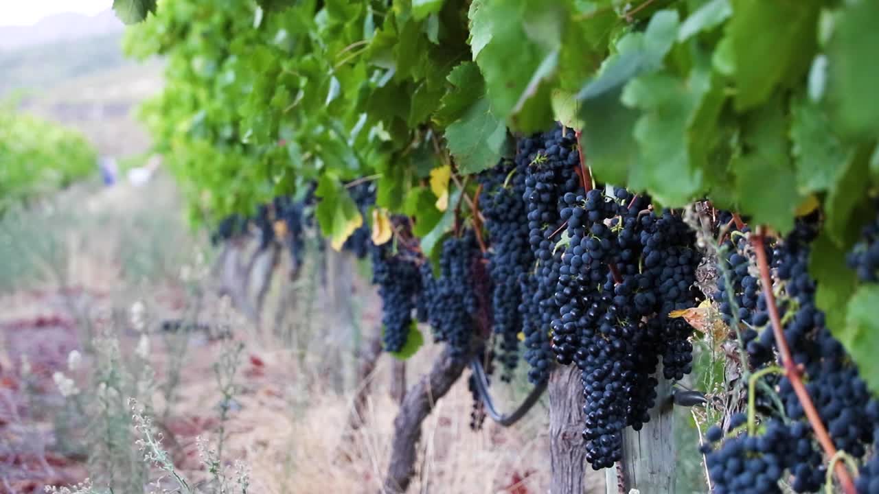 제철의 나파 밸리 포도원