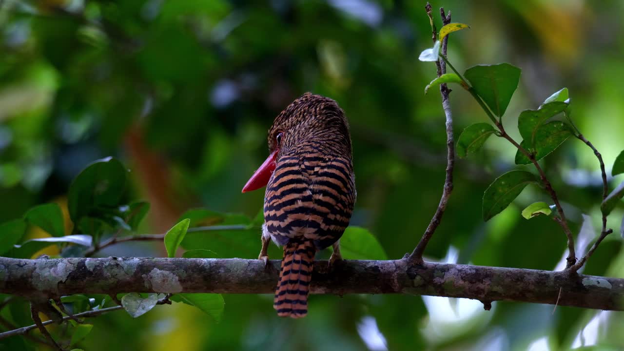 mirando hacia abajo y mirando parcialmente al lado izquierdo del marco, una hembra de pescador de bandas lacedo pulchella está sentada en un árbol en un parque nacional en tailandia