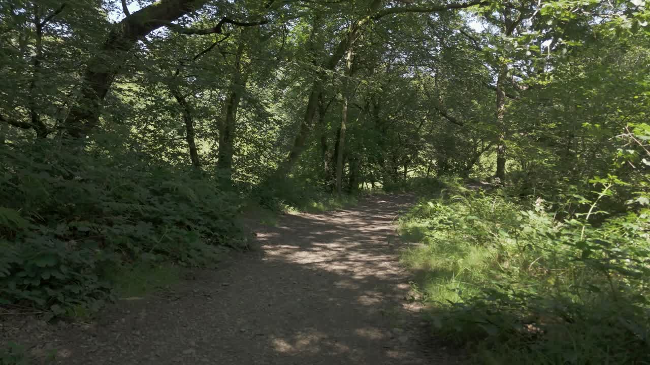 Sunny Path Through Lush Forest