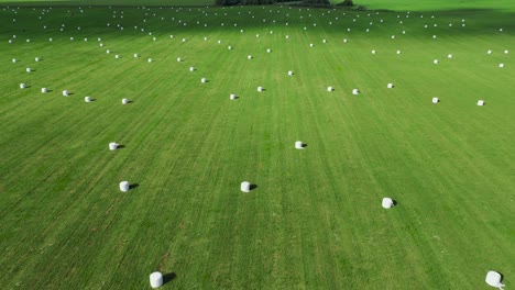 rural field with white hay rolls wrapped in a package for haulage aerial view