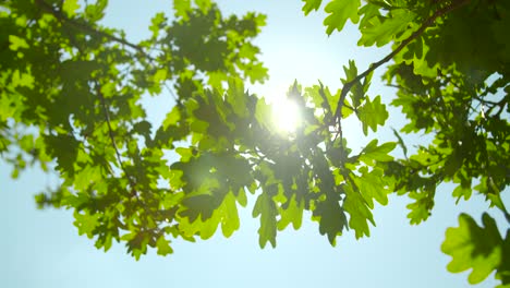 Sunlight-Through-Oak-Tree-Leaves-02