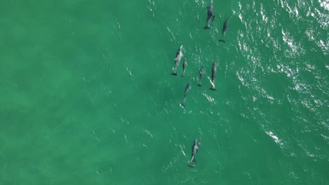 pod of wild dolphins hunting for food in the clear ocean waters