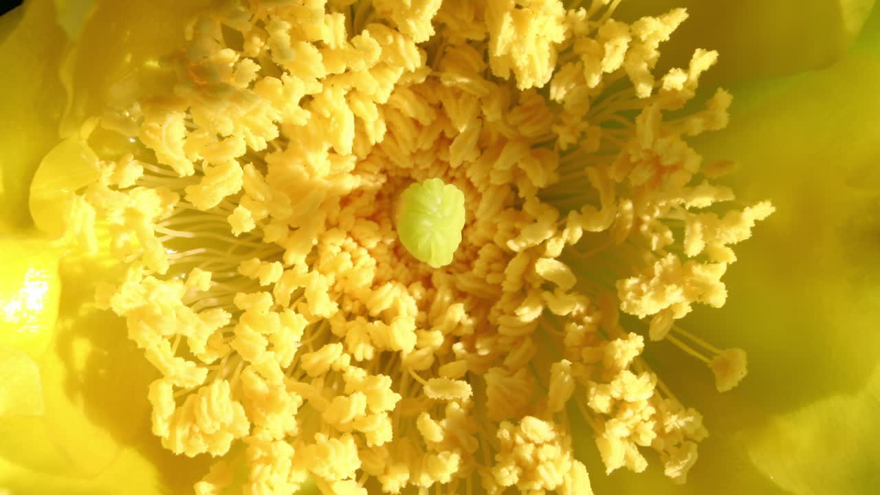 밝은 노란색의 투스 꽃이 따뜻한 여름날에 빛에 빛납니다.