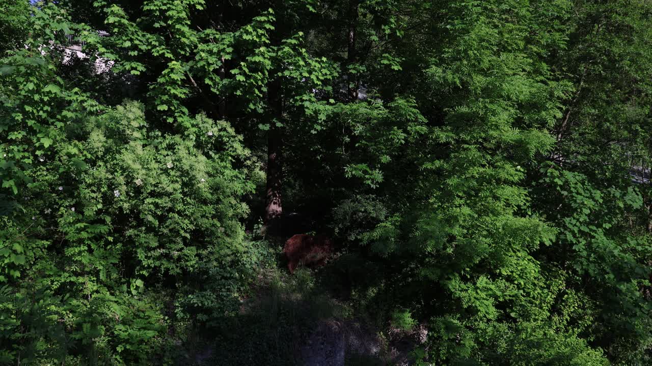 Brown bear hiding in dense green forest