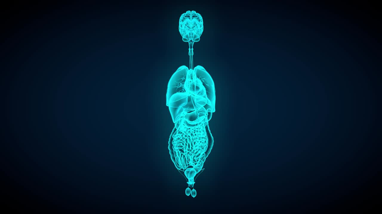 escaneo de rayos x de órganos masculinos - girando sobre un fondo oscuro - concepto de anatomía y fisiología, 4k 60fps uhd animación de bucle sin costuras en 3d