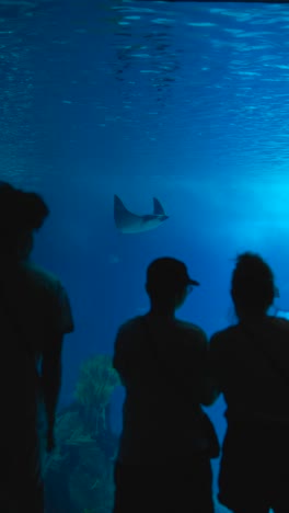 people watching stingrays and manta rays in a large blue aquarium