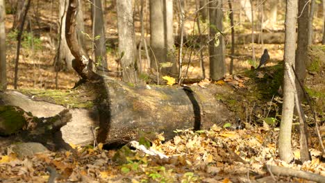 Fall-is-thriving-with-wildlife-pictured-in-this-pittoresque-yellow-colored-scene