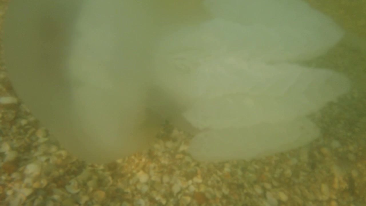 海中のクラゲ。クラゲの一種、リゾストマ・プルモ。