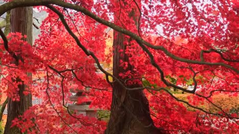 Roter-Baum-In-Japan,-Dessen-Blätter-Von-Den-Zweigen-Fallen