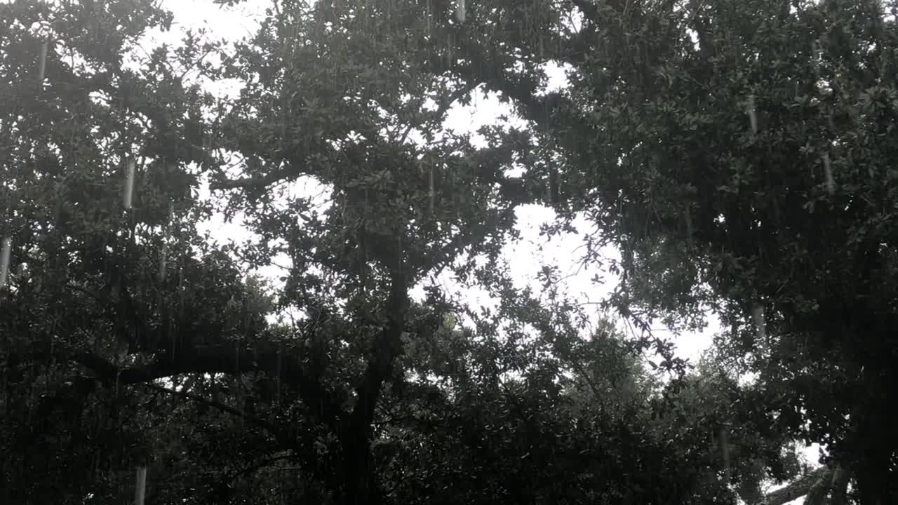 Rain falling through trees