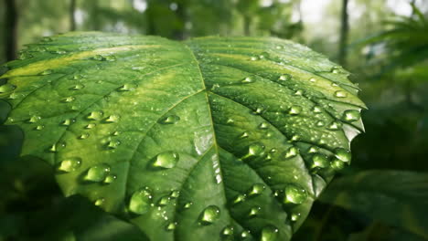 green leaf with water droplets